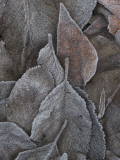 Frosty Leaves Lie on the Ground in Early Morning at Yosemite Valley