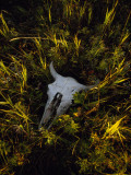The Sun Glows on a Bleached Bison Skull Laying in the Grass