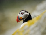 The Shaint Islands are Breeding Grounds for Puffins