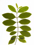 A Stem of a Qat Plant