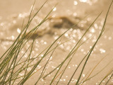 Grasses Grow Along the Muddy Waters of the Little Missouri River