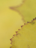 Leaves of the California Blackberry Plant Shot at High Magnification