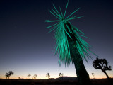A Mojave Yucca Plant  Yucca Schidigera  with Green Light