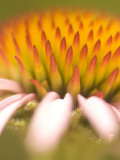 Magnification of a Purple Coneflower Plant Shot in the Grasslands