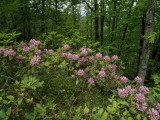 Catawba Rhododendrons in Hanging Rock State Park  North Carolina