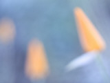 Artistic Close Up of California Poppies Growing in the Foothills