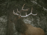 A Bull Elk in a Winter Storm  Vermilion Lakes  Banff National Park