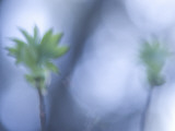 California Buckeye Leaves Emerge in Spring in Western Yosemite