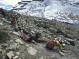 Pilgrims Circumambulating Mount Kailas
