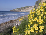 Endemic Giant Coreopsis  Coreopsis Gigantea  at Chinese Harbor