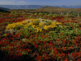 Fall Colors are Seen in the Larches and Blueberry Bushes Near Paquette Lake