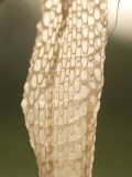 Close Up of Snake Skin Found in Little Missouri National Grasslands
