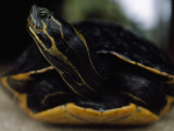 A Turtle Caught While Turtle Trapping