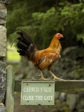 A Rooster Stands on a Fence with Sign in Gaelic and English