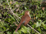 A Squirrel Cuckoo  Piaya Cayana  Perched in a Bush