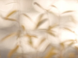 Blurred View of Willow Plants Growing in Yosemite Valley