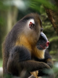 A Side-View of a Captive Mandrill  Papio Sphinx