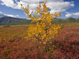 Autumn-Hued Tundra of Kronotsky Nature Reserve