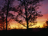 Silhouetted Tree and Blazing Sky at Sunset over Blue Ridge Mountains