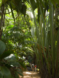 Tourists in a Palm Tree Forest at the Vallee De Mai Nature Reserve