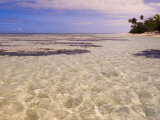 Seaweed Along a Desroches Island Beach