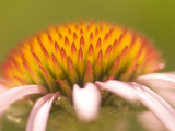 Magnification of a Purple Coneflower Plant Shot in the Grasslands