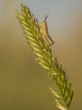 A Grasshopper Sits on Grass in the Little Missouri National Grasslands