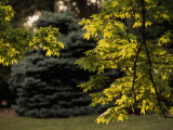 Evergreen Tree Framed by Maple Tree Branches