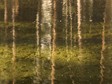 Tree Trunks are Reflected in Yosemite Creek in Yosemite Valley