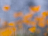 Artistic Shot of California Poppies Growing in the Foothills