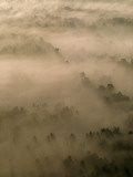 Mist-Shrouded Okefenokee Swamp
