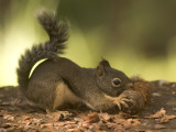 A Douglas Squirrel Gnaws on a Pine Cone from the Giant Sequoias