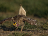 A Sharp-Tailed Grouse Bows and Struts in a Mating Ritual at Grasslands National Park in Saskatchewa