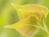 Close Up of New Leaves Growing on a Plains Cottonwood Tree