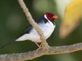 Portrait of a Yellow-Billed Cardinal  Paroaria Capitata