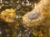 Quaking Aspen Leaf Lying on a Rock in a Stream in Yosemite