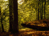 Large Stone Slab in a Peaceful Woodland Setting