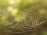 Backlit View of Part of a Spider Web