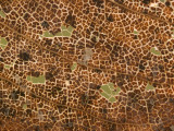 Photo Magnifying Detail of a California Black Oak Leaf