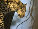 A Leopard in the Okavango Delta Area of Botswana