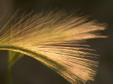 Close Up of Prairie Grasses Shot in Late Afternoon in the Grasslands