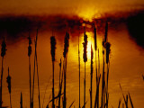 Silhouetted Cattails and Sunlight on the Water at Sunset
