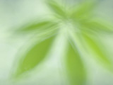 Close Up of New Leaves Emerging in Spring in Western Yosemite