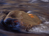 Beech Leaves on a Boulder with River Waters Rushing Past
