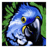 Macaw