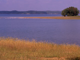 Gulls Resting on a Sandbar in Kentucky Lake
