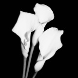 Calla Portrait II