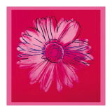 Daisy  c1982 (Crimson and Pink)