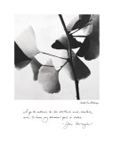Delicate Ginkgo
