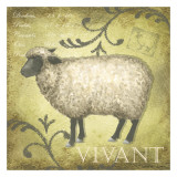 Provincial Sheep